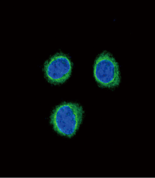Confocal immunofluorescent analysis of EDNRB Antibody (C-term)(Cat. #AP6789b) with 293 cell followed by Alexa Fluor�488-conjugated goat anti-rabbit lgG (green). DAPI was used to stain the cell nuclear (blue).
