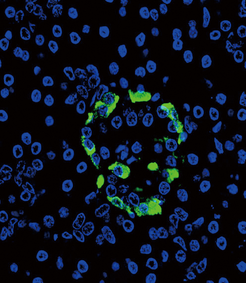 Confocal immunofluorescent analysis of Glucagon Antibody (C-term) (Cat. #AP6798c) with pancreas tissue followed by Alexa Fluor??488-conjugated goat anti-rabbit lgG (green). DAPI was used to stain the cell nuclear (blue).