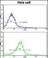 FC - CUEDC2 Antibody (C-term) AP6803b