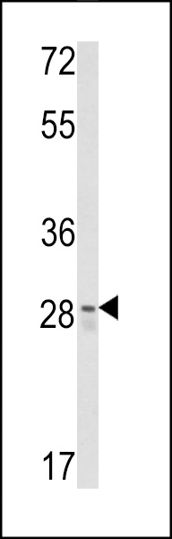 WB - CUEDC2 Antibody (C-term) AP6803b