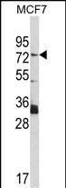 Western blot analysis of TF Antibody (C-term) (Cat. #AP6804b) in MCF7 cell line lysates (35ug/lane). TF (arrow) was detected using the purified Pab.