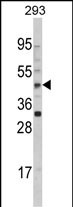 Western blot analysis of AADAC Antibody (C-term) (Cat. #AP6805b) in 293 cell line lysates (35ug/lane). AADAC (arrow) was detected using the purified Pab.