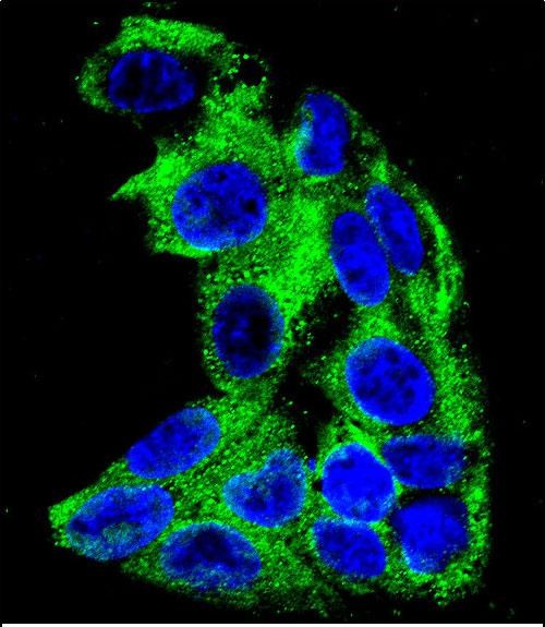 Confocal immunofluorescent analysis of ACADM Antibody (Center)(Cat#AP6827c) with HepG2 cell followed by Alexa Fluor 488-conjugated goat anti-rabbit lgG (green). DAPI was used to stain the cell nuclear (blue).