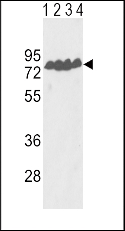 Western blot analysis of ECE-1 Antibody (Center) (Cat. #AP6855c) in Y79(lane 1), T47D(lane 2) cell line and mouse lung(lane 3), liver(lane 4) tissue lysates (35ug/lane). ECE-1 (arrow) was detected using the purified Pab.