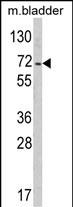 Western blot analysis of PTPN11 Antibody (C-term) (Cat. #AP6856b) in mouse bladder tissue lysates (35ug/lane). PTPN11 (arrow) was detected using the purified Pab.