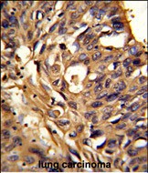 IHC-P - ETFDH Antibody (N-term) AP6877a