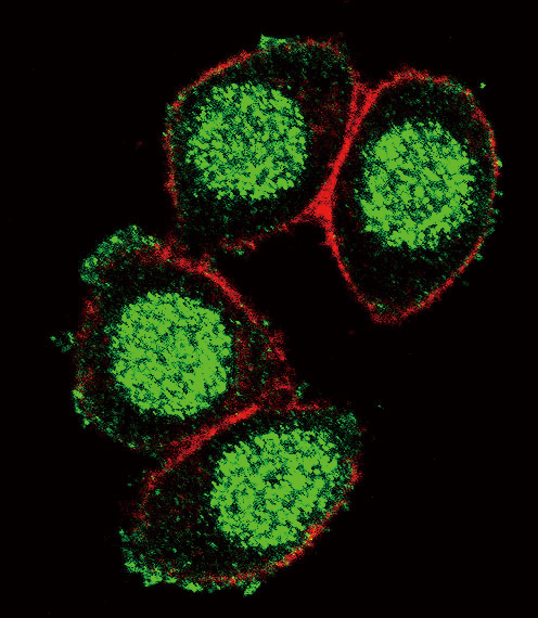 Confocal immunofluorescent analysis of PAX6 Antibody (Center)(Cat#AP6929c) with Hela cell followed by Alexa Fluor 488-conjugated goat anti-rabbit lgG (green). Actin filaments have been labeled with Alexa Fluor 555 phalloidin (red).