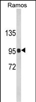 Western blot analysis of CR2 Antibody (C-term) (Cat. #AP6965b) in Ramos cell line lysates (35ug/lane). CR2 (arrow) was detected using the purified Pab.