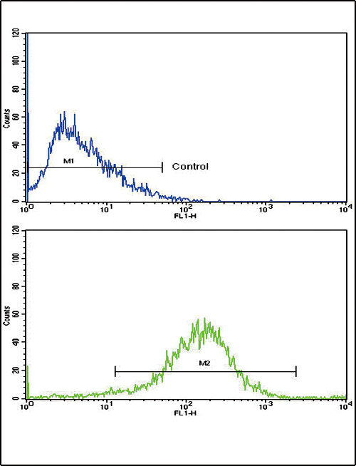FC - NAT2 Antibody (C-term) AP6993B