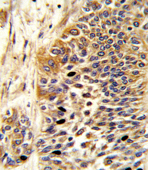 IHC-P - WNT4 Antibody (Center) AP6683C