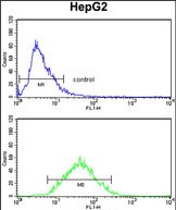 FC - ZFP36 Antibody (Center) AP8520c