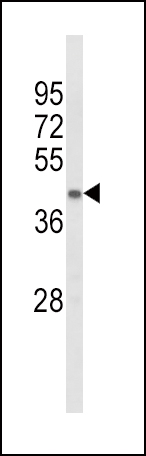 Western blot analysis of ACADL Antibody (Center) (Cat. #AP8536c) in mouse kidney tissue lysates (35ug/lane). ACADL (arrow) was detected using the purified Pab.