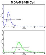 FC - HSPC142 Antibody (Center) AP8573c