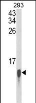 Western blot analysis of FAU Antibody (Cat. #AP1600d) in 293 cell line lysates (35ug/lane). FAU (arrow) was detected using the purified Pab.