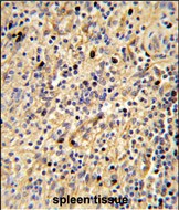 IHC-P - SIGLEC12 Antibody (C-term) AP1634b