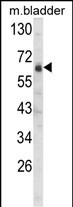 WB - SIGLEC12 Antibody (C-term) AP1634b