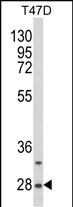 Western blot analysis of SNRPB Antibody (N-term R49) (Cat. #AP2959a) in T47D cell line lysates (35ug/lane). SNRPB (arrow) was detected using the purified Pab.