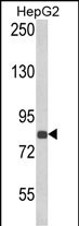 Western blot analysis of ECE1 Antibody (Center) (Cat. #AP6855d) in HepG2 cell line lysates (35ug/lane). ECE1 (arrow) was detected using the purified Pab.