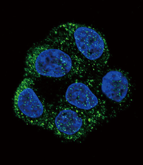 Confocal immunofluorescent analysis of NOS3 Antibody (N-term)(Cat#AP6963a) with HepG2 cell followed by Alexa Fluor 488-conjugated goat anti-rabbit lgG (green).DAPI was used to stain the cell nuclear (blue).
