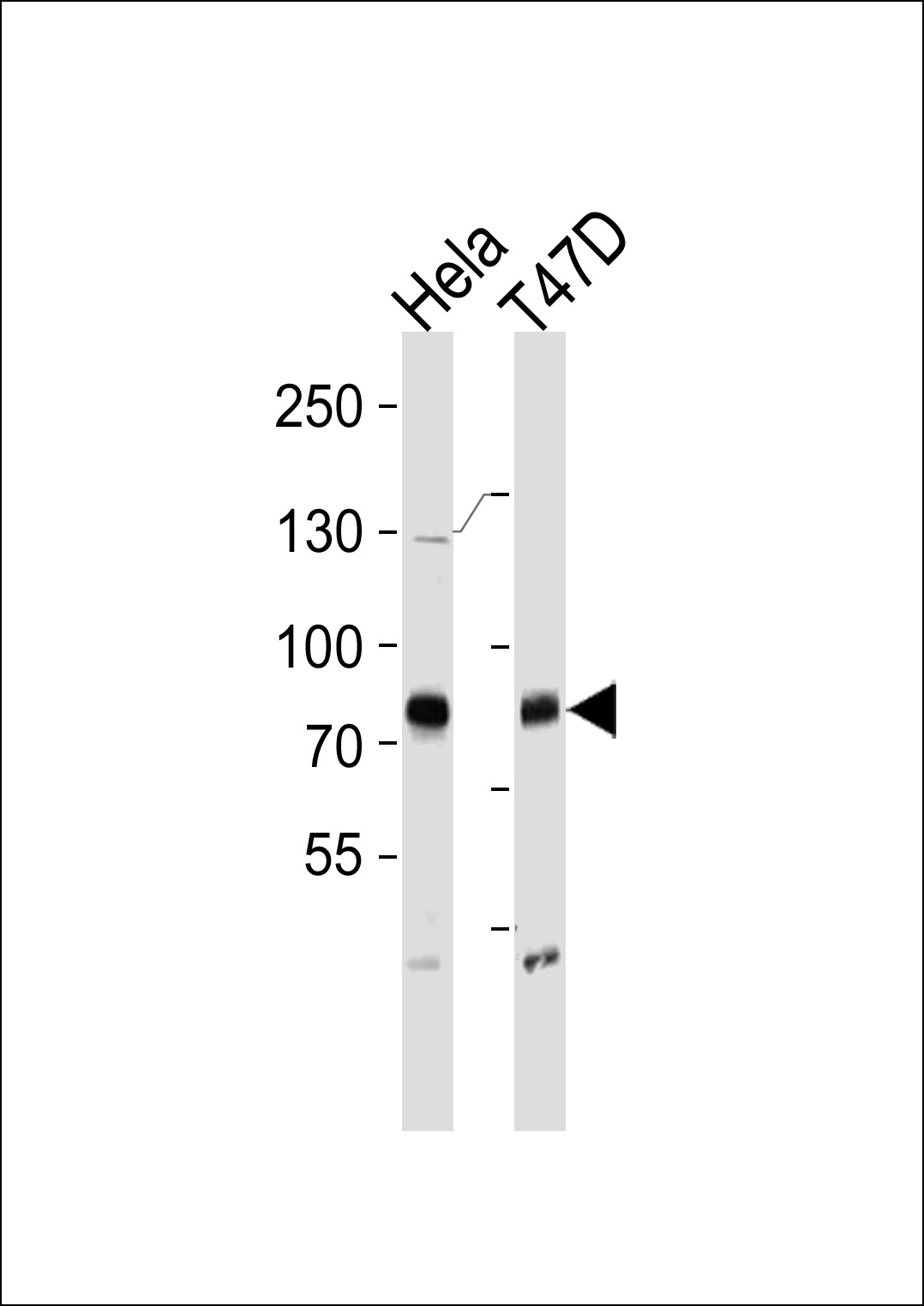 BRAF Antibody (Cat. #AP7810n) western blot analysis in Hela,T47D cell line lysates (35ug/lane).This demonstrates the BRAF antibody detected the BRAF protein (arrow).
