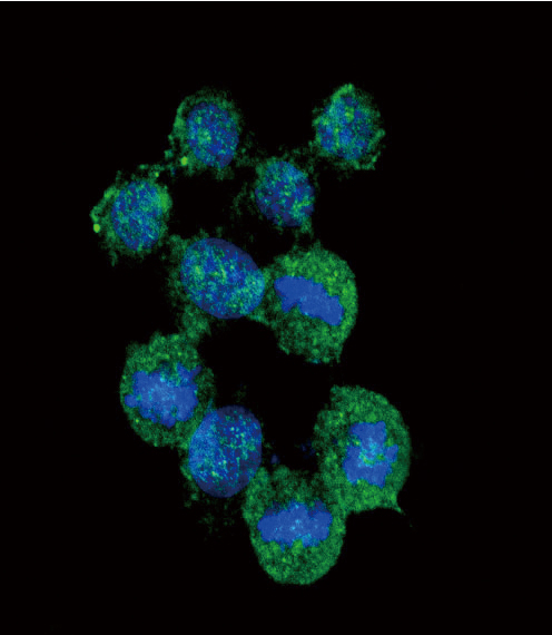 Confocal immunofluorescent analysis of IL8 Antibody (C-term)(Cat. #AP8612b) with Hela cell followed by Alexa Fluor??488-conjugated goat anti-rabbit lgG (green). DAPI was used to stain the cell nuclear (blue). 