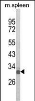 Western blot analysis of OLIG3 Antibody (Center) (Cat. #AP8632c) in mouse spleen tissue lysates (35ug/lane). OLIG3 (arrow) was detected using the purified Pab.