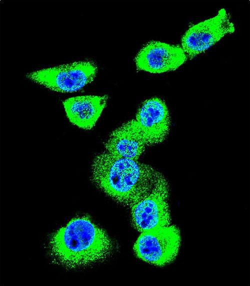 Confocal immunofluorescent analysis of CAV2 Antibody (N-term)(Cat#AP8645a) with MDA-MB231 cell followed by Alexa Fluor 488-conjugated goat anti-rabbit lgG (green). DAPI was used to stain the cell nuclear (blue).