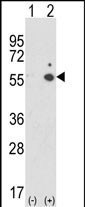 WB - ICAM1 Antibody (C-term) AP8656b