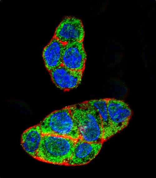 Confocal immunofluorescent analysis of NR1I2 Antibody (Center)(Cat#AP8674c) with HepG2 cell followed by Alexa Fluor 488-conjugated goat anti-rabbit lgG (green). Actin filaments have been labeled with Alexa Fluor 555 phalloidin (red). DAPI was used to stain the cell nuclear (blue).