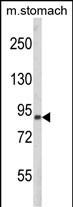 Western blot analysis of PARD3 Antibody (C-term) (Cat. #AP8678b) in mouse stomach tissue lysates (35ug/lane). PARD3 (arrow) was detected using the purified Pab.