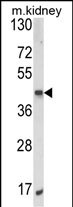 Western blot analysis of ALKBH3 Antibody (C-term) (Cat. #AP8682b) in mouse kidney tissue lysates (35ug/lane). ALKBH3 (arrow) was detected using the purified Pab.