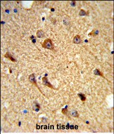 IHC-P - CNTNAP2 Antibody (Center) AP8701c