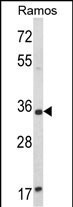 Western blot analysis of ACY3 Antibody (Center) (Cat. #AP8715c) in Ramos cell line lysates (35ug/lane). ACY3 (arrow) was detected using the purified Pab.