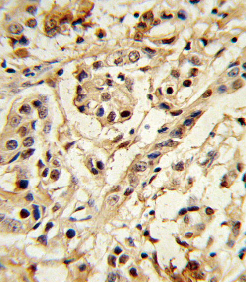 IHC-P - BMI1 Antibody AP8756a