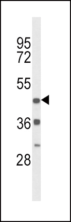 WB - DRD4 Antibody (Center) AP8760C
