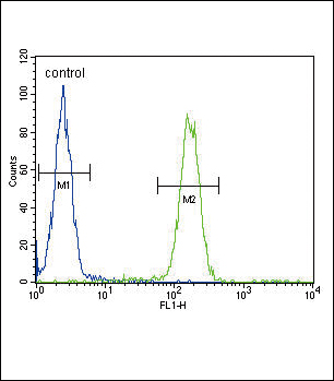 FC - SCNN1A Antibody (Center) AP8804C