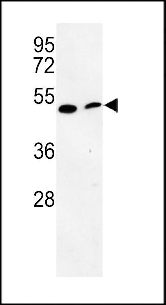 Western blot analysis of PISD Antibody (Center) (Cat. #AP8829c) in mouse cerebellum tissue and mouse NIH-3T3 cell line lysates (35ug/lane). PISD (arrow) was detected using the purified Pab.