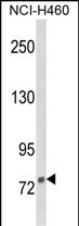 Western blot analysis of DGCR8 Antibody (Center) (Cat. #AP8933c) in NCI-H460 cell line lysates (35ug/lane). DGCR8 (arrow) was detected using the purified Pab.
