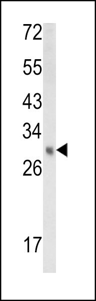 Western blot analysis of EBP Antibody (N-term) (Cat. #AP9004a) in mouse kidney tissue lysates (35ug/lane). EBP (arrow) was detected using the purified Pab.
