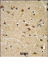 IHC-P - EDIL3 Antibody (Center) AP9005c