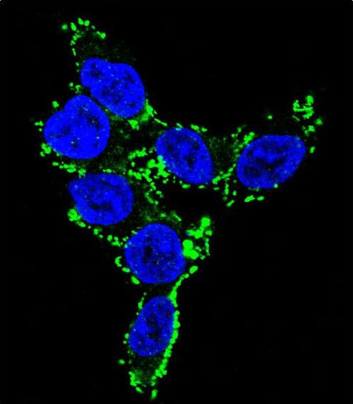 Confocal immunofluorescent analysis of CYP2C19 Antibody (N-term)(Cat#AP6710a) with 293 cell followed by Alexa Fluor 488-conjugated goat anti-rabbit lgG (green).DAPI was used to stain the cell nuclear (blue).