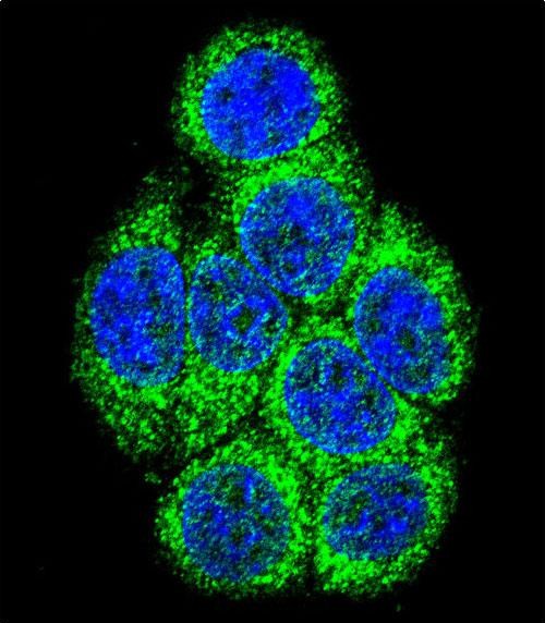 Confocal immunofluorescent analysis of CYP3A43 Antibody (Center)(Cat#AP7999c) with 293 cell followed by Alexa Fluor 488-conjugated goat anti-rabbit lgG (green). DAPI was used to stain the cell nuclear (blue).
