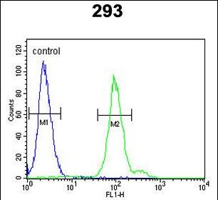 FC - CFB Antibody (Center) AP9036c