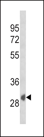 Western blot analysis of SFRP1 Antibody (N-term) (Cat. #AP9037a) in K562 cell line lysates (35ug/lane). SFRP1 (arrow) was detected using the purified Pab.