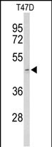 Western blot analysis of ACR Antibody (Center) (Cat. #AP9079c) in T47D cell line lysates (35ug/lane). ACR (arrow) was detected using the purified Pab.