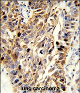 IHC-P - EFEMP1 Antibody (N-term) AP9095a