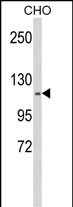 Western blot analysis of KIF11 Antibody (N-term) (Cat. #AP9097a) in CHO cell line lysates (35ug/lane). KIF11 (arrow) was detected using the purified Pab.