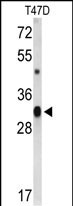 Western blot analysis of CD47 Antibody (C-term) (Cat. #AP9137b) in T47D cell line lysates (35ug/lane). CD47 (arrow) was detected using the purified Pab.