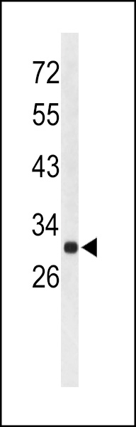 WB - AFMID Antibody (N-term) AP9175a