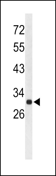 Western blot analysis of AFMID Antibody (N-term) (Cat. #AP9175a) in mouse liver tissue lysates (35ug/lane). AFMID (arrow) was detected using the purified Pab.